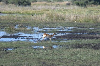 deer in the savannah
