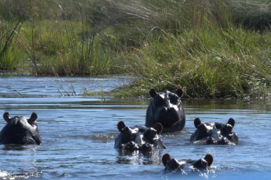 Gölde yüzmeye hipopotam.