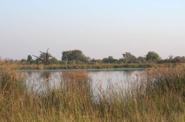 Sabahları göl manzarası