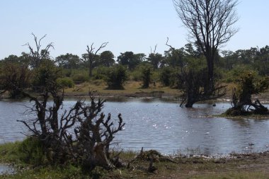 Botswana nehri yazın ortasında