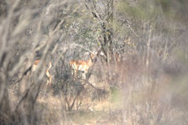 Ormandaki güzel geyik