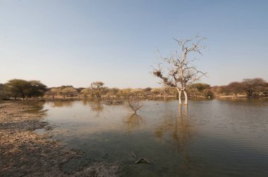 Ortadaki ölü ağaçların güzel gölü. Doğuda, akşamın ortasında..
