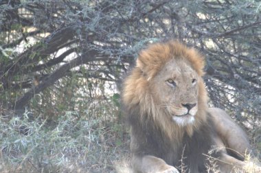 Kenya savanındaki aslan