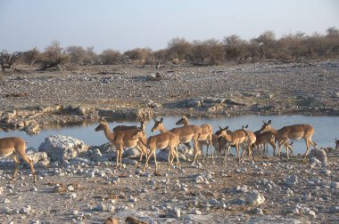 Etoşa Ulusal Parkı 'ndaki vahşi Afrika antilopları.