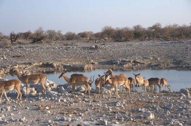Savanada keçi sürüsü