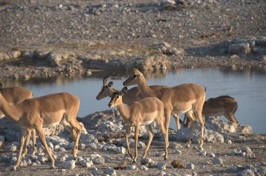 Vahşi doğada beyaz ve kızıl antiloplar