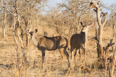 Afrika bozkırında vahşi bir kudu.