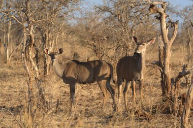 a herd of zebras in the savannah of africa