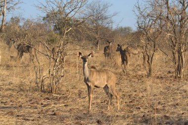 Parktaki güzel bir geyik resmi.