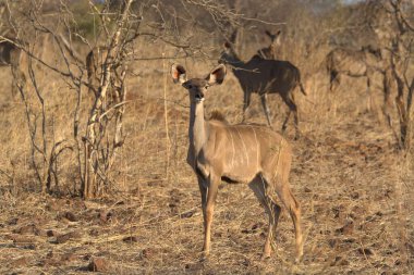Parktaki bir grup geyik.