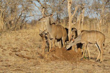 Ormanda bir geyiğin yakın çekimi.
