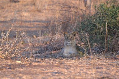 Aslan ın kruger national park, Güney Afrika