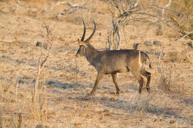 Erkek ve dişi kudu (strestrestrestrestreus streeros) )