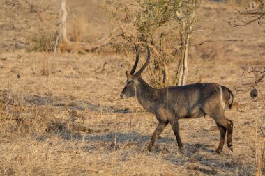 Kruger 'daki kuru çimlerin üzerinde erkek antilop.
