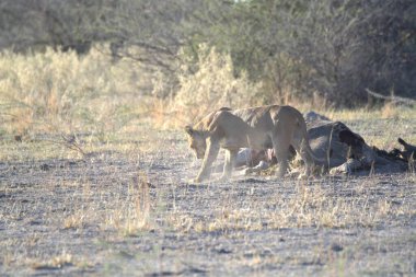 Çimlerde bir grup aslan.