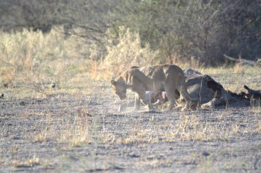 Çölde bir grup aslan.
