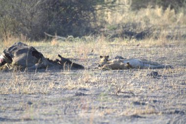 Çimlerde bir grup aslan.