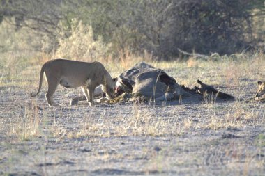 Savanadaki bir grup aslan.