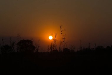 Tarlada gün batımı