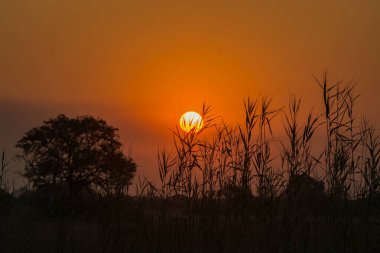 Ormanda güzel bir gün batımı
