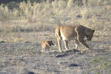 Kenya bozkırında dişi aslan.