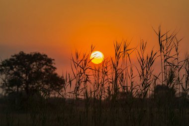 Tarlada güzel bir gün batımı