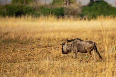 Afrika savana vahşi zebra