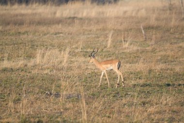 doğada Kızıl geyik