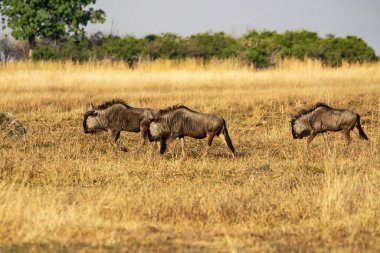 Vahşi hayvanlar, Afrikalı vahşi yaşam