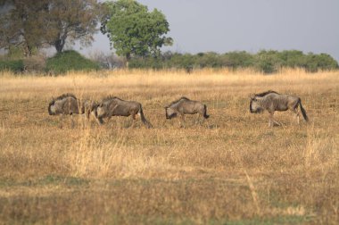 Kenya savanındaki bir grup Afrikalı vahşi hayvan.