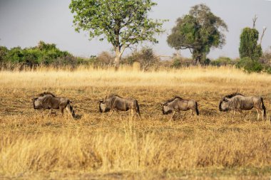 Savanadaki bir grup vahşi fil.