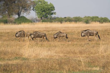Savanadaki vahşi antilop sürüsü.