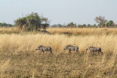 Güney Afrika 'daki Kruger Ulusal Parkı' ndaki fil.