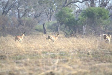 deer in the savannah