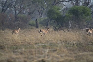 Red Deelons, Ruelles Ulusal Parkı, Güney Afrika
