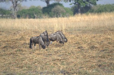 Kenya Afrika 'nın vahşi vahşisi