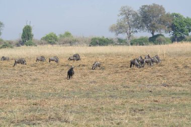 Savanadaki bir grup vahşi geyik.