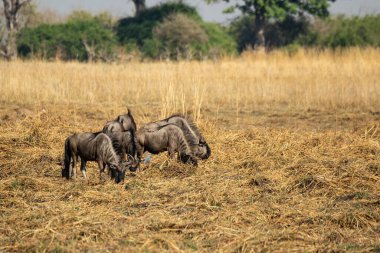 Çimenlikteki solmuş iki hayvanın yakın plan çekimi.