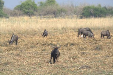 Kenya savanındaki Afrika fili