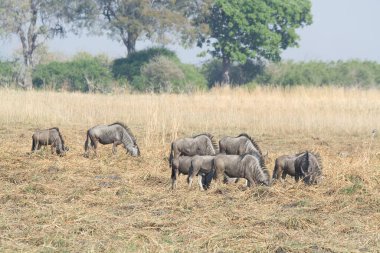 Vahşi antilop sürüsü