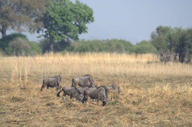 Afrika vahşi fili, Loxodonus africana, çayırda bufalo sürüsü olan yetişkin bir dişi..