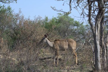 Afrika 'nın bozkırında vahşi bir kadu