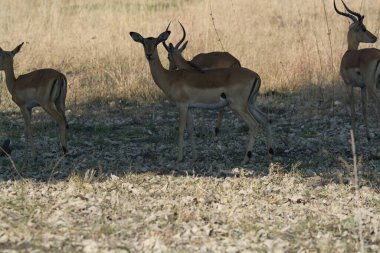 vahşi Kızıl geyik