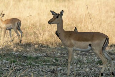 İmpala (ceryceros ampos ampus) Güney Afrika 'daki Kruger Ulusal Parkı' nda.