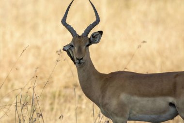 İmpala Güney Afrika 'daki Kruger Ulusal Parkı' nda.