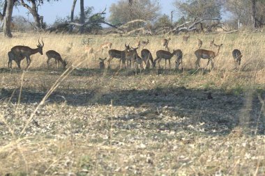 Parkta bir geyik sürüsü