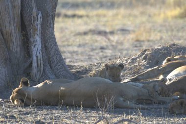 Güney Afrika 'daki Kruger Ulusal Parkı' nda aslan var.