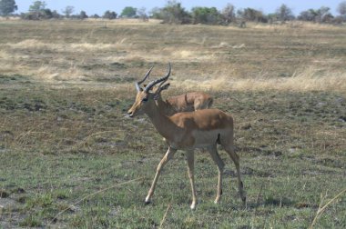 Afrika bozkırında genç bir erkek geyik.