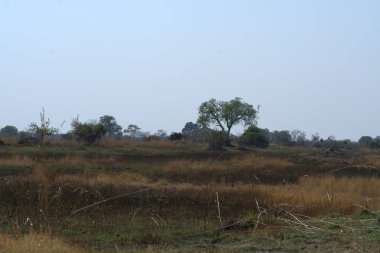 Ağaçlı ve otlu güzel bir manzara.