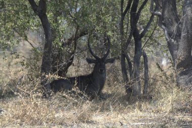 Ormanda genç bir geyik